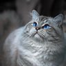 Фото профиля Squall