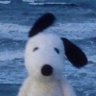 Profilbild von roman