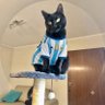 Фото профиля 𝕱𝖆𝖇𝖎𝕷𝖚💚 🐈⬛ 🐈 🎼💙💛💙