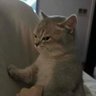 S.J's profile picture