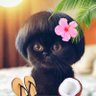 zZz ^. .^₎⟆'s profile picture