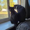 ⊹₊⟡˙ ⋆ Dirt the cat ⋆˙⟡ ⋆.˚ profil fotoğrafı