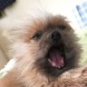 こちろ's profile picture