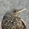 ゆうくん profil fotoğrafı
