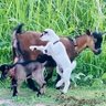 damdam profil fotoğrafı
