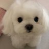 자칭쮸맘 profil fotoğrafı