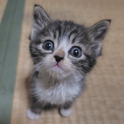nia_scd's profile picture