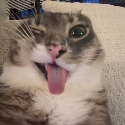 sya's profile picture