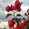 Фото профиля فحل ذمار