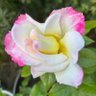 jeanette m profil fotoğrafı