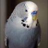 Hanča Budgie profil fotoğrafı