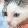 Ahmet seran's profile picture
