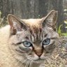 Profilbild von aho