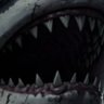 shark's profile picture