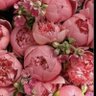 Соня 🌸🇺🇦 的头像