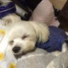 上大市 的头像