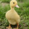 Фото профиля baby ducklin