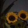 va • all au on hold's profile picture