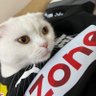 FUT keremabs's profile picture
