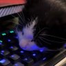 Ku's profile picture