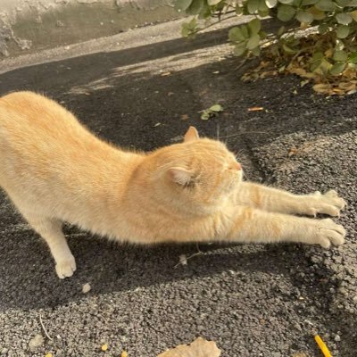 meilishanxi's profile picture