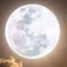 elizate's profile picture