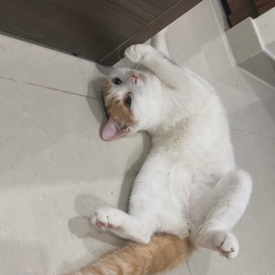bichimbe's profile picture