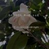 月✩.*˚'s profile picture