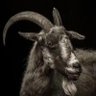 Djamal's profile picture
