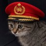 Profilbild von persian cat 👑