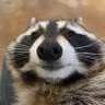 Profilbild von Raccoon
