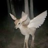 Фото профиля Stackswoopswoop