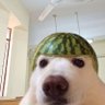 Profilbild von gofrik