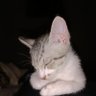 ねこ's profile picture