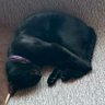 Gece bey's profile picture