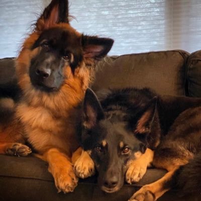 LandryAgnesGSD's profile picture