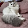 emaknyaboba profil fotoğrafı