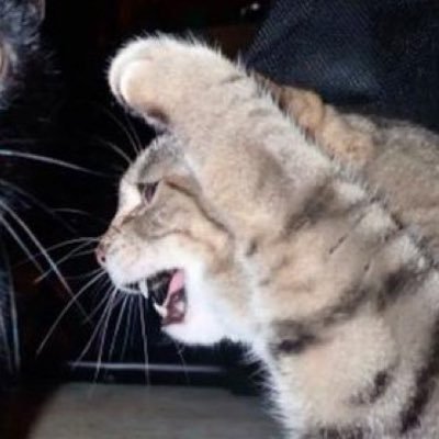 zade 🐈's profile picture