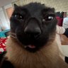 Jojo Treny profil fotoğrafı