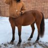 Profilbild von KING🐎