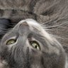 虚無きのこ profil fotoğrafı