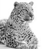 Фото профиля ᷂امـــــيـــرة🐆
