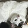 ぬっこぬこにしてやんよ 的头像