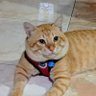 Phantom's profile picture