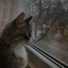 Generic Usercat's profile picture