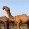 مواريد's profile picture