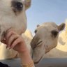 Фото профиля nor🇸🇦