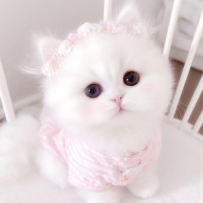 Xdy_Star's profile picture