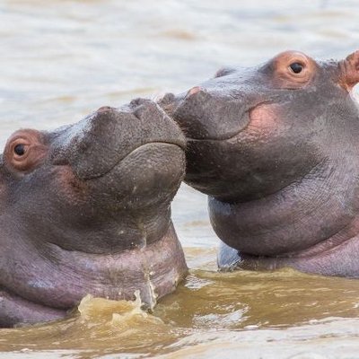 Hippo-Critical || The Civil War Video Arc's profile picture