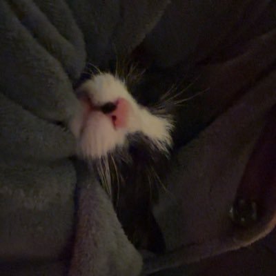 hananalharbiih's profile picture